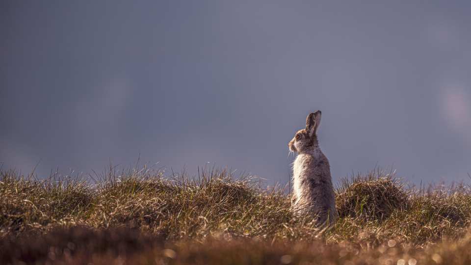 A wild hare donning its winter coat in the Peak District