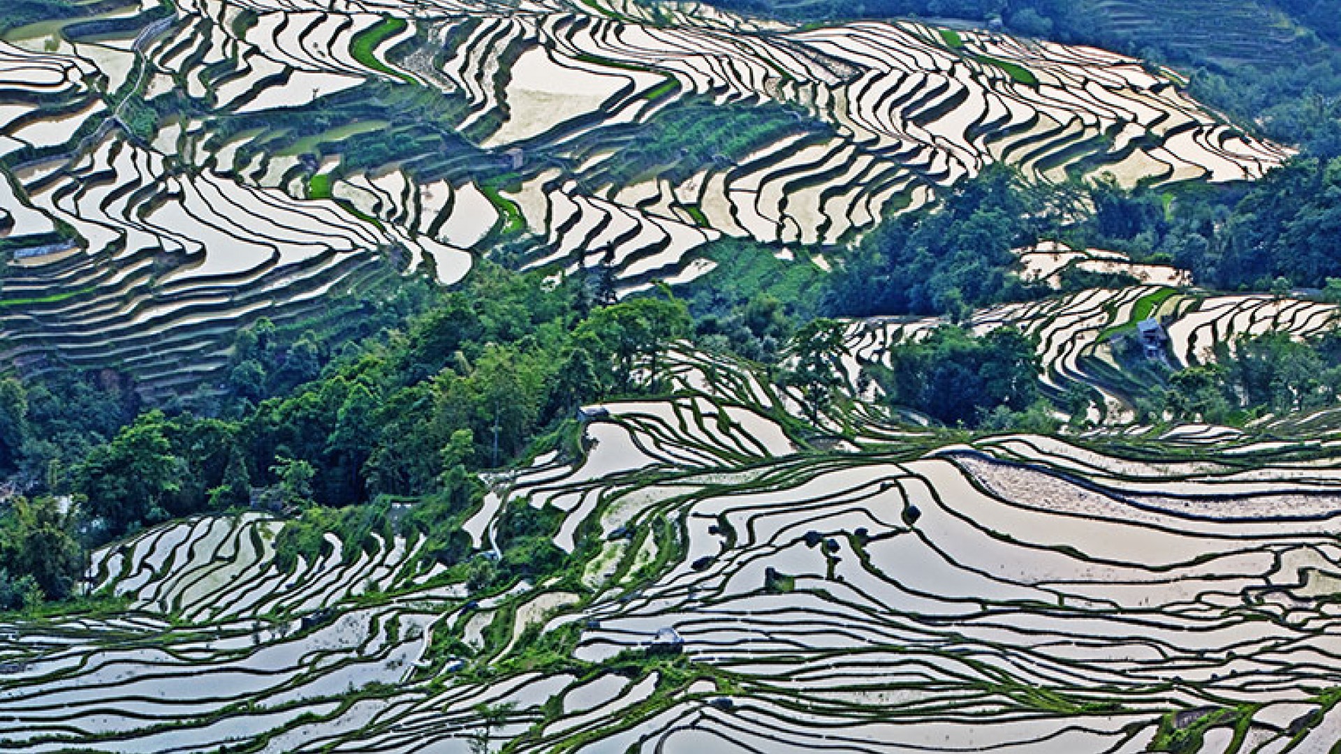 10 Mesmerising Pictures Of Ancient Rice Paddies 