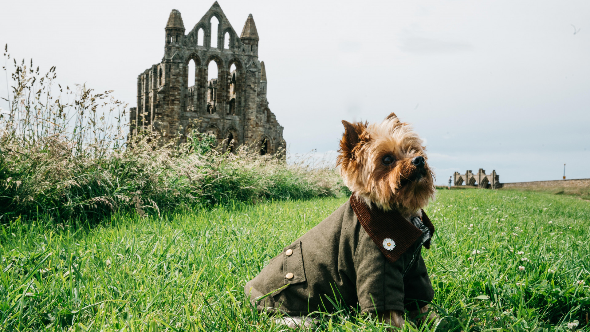 Yorkie in a Barbour jacket outside Whitby Abbey Yorkie in a Barbour jacket outside Whitby Abbey