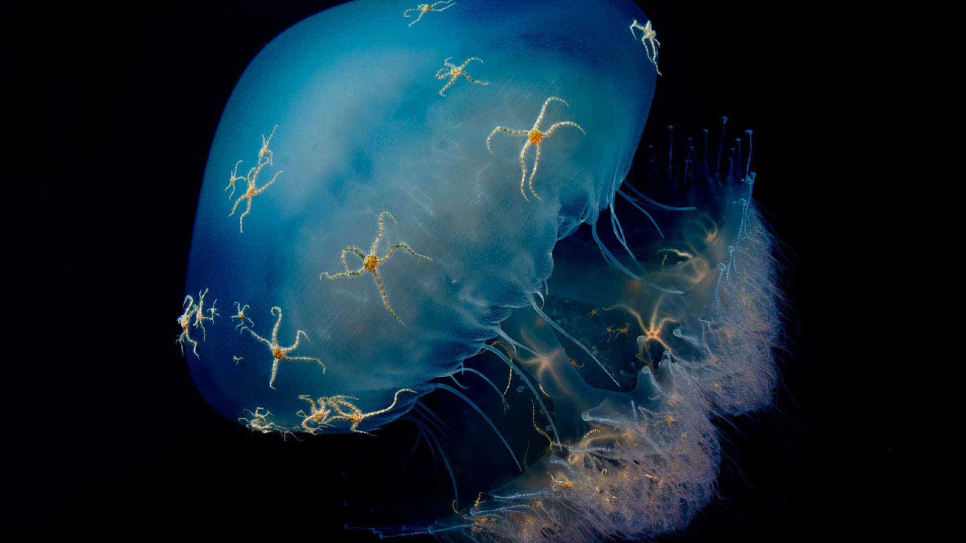 Starfish grip to the back of a jellyfish Starfish grip to the back of a jellyfish