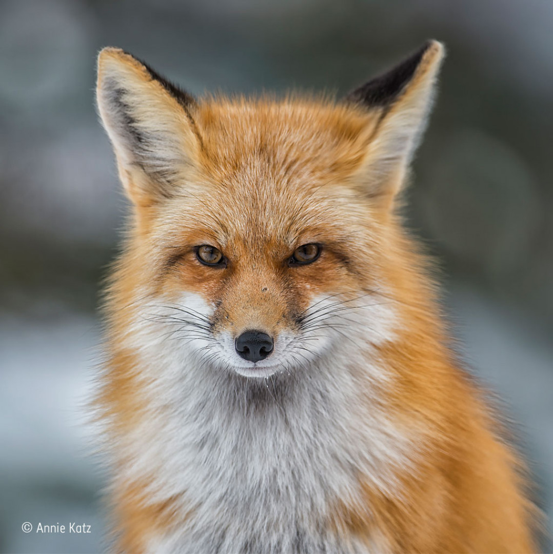An American red fox looking directly at the camera An American red fox looking directly at the camera