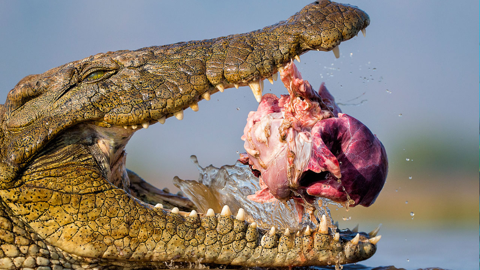 A crocodile looks at the camera as it chews bait A crocodile looks at the camera as it chews bait