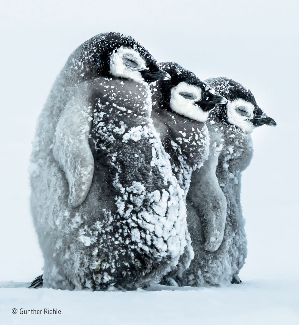 Three penguin chicks face the onslaught of an antarctic snow storm Three penguin chicks face the onslaught of an antarctic snow storm