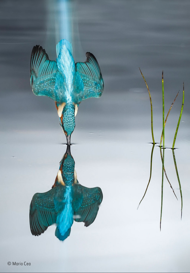 A kingfisher making impact with the surface of a pond A kingfisher making impact with the surface of a pond