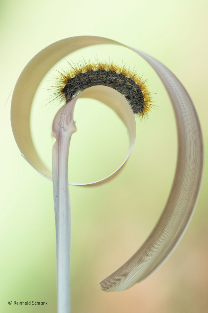 A caterpillar climbs onto a piece of straw in Greece A caterpillar climbs onto a piece of straw in Greece
