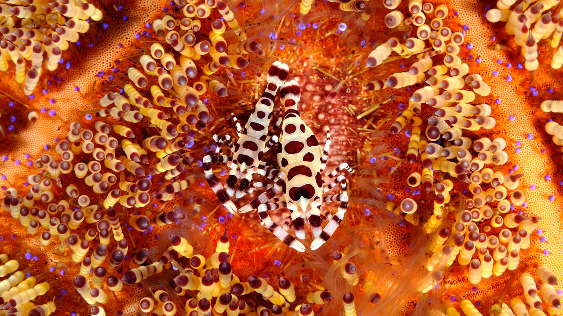 Shrimps evade the poisonous quills of a fire urchin off the island of Bali Shrimps evade the poisonous quills of a fire urchin off the island of Bali