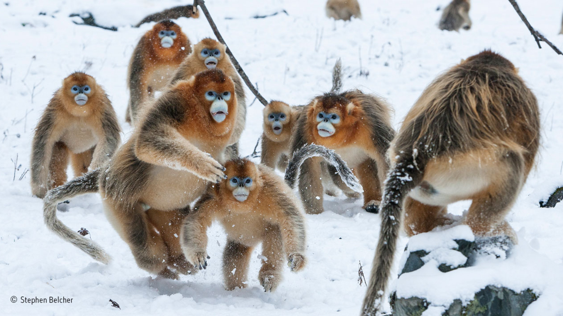 Male snub-nosed monkeys fighting in China Male snub-nosed monkeys fighting in China