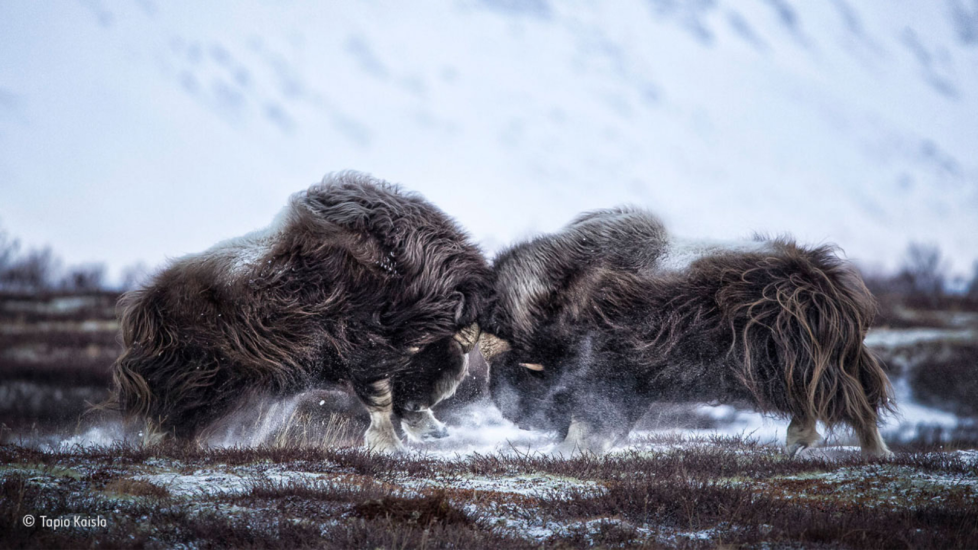 Two Norwegian oxen headbutt one another during the rut Two Norwegian oxen headbutt one another during the rut