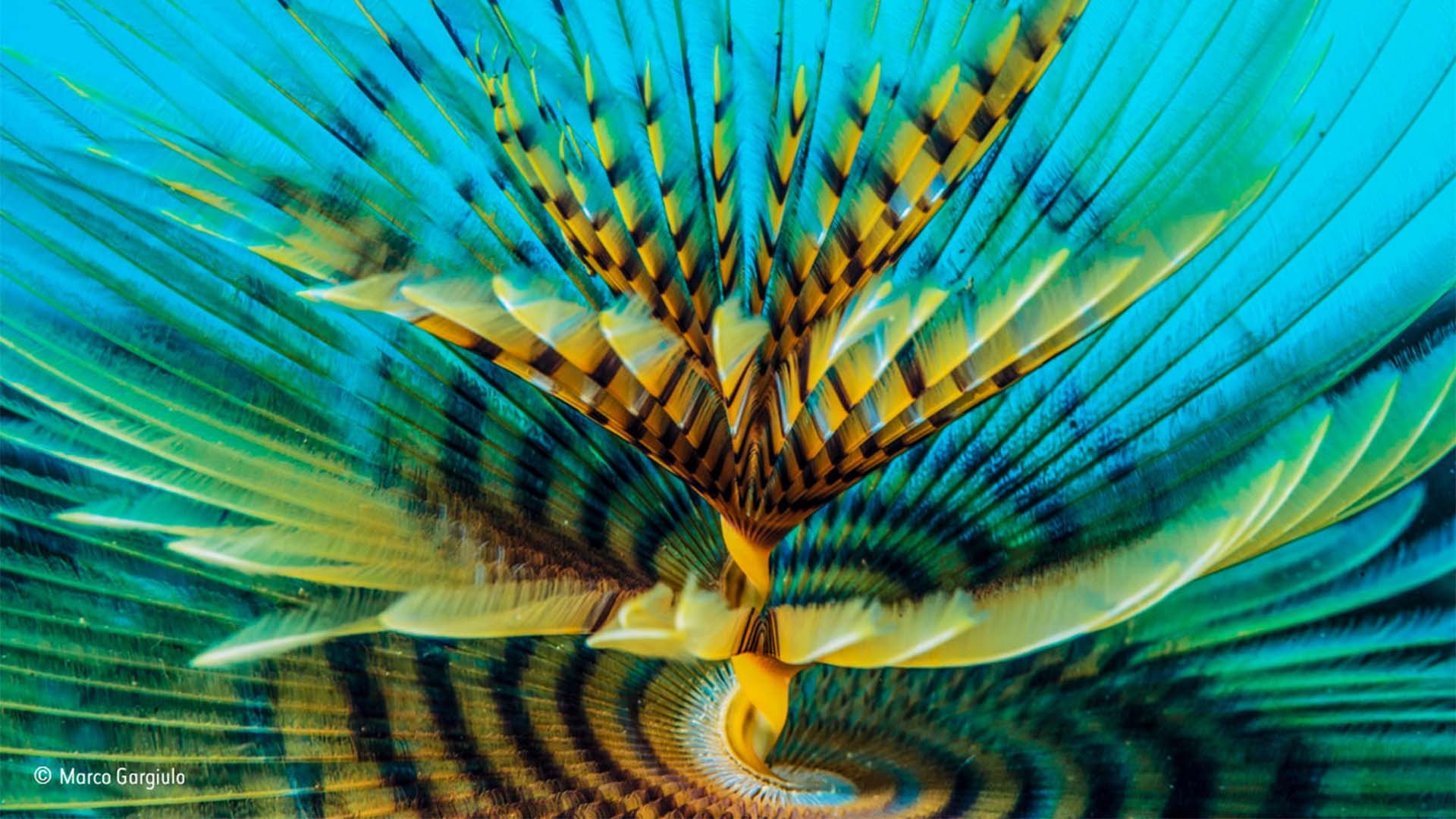 Spiralling tentacles of a bristle worm Spiralling tentacles of a bristle worm