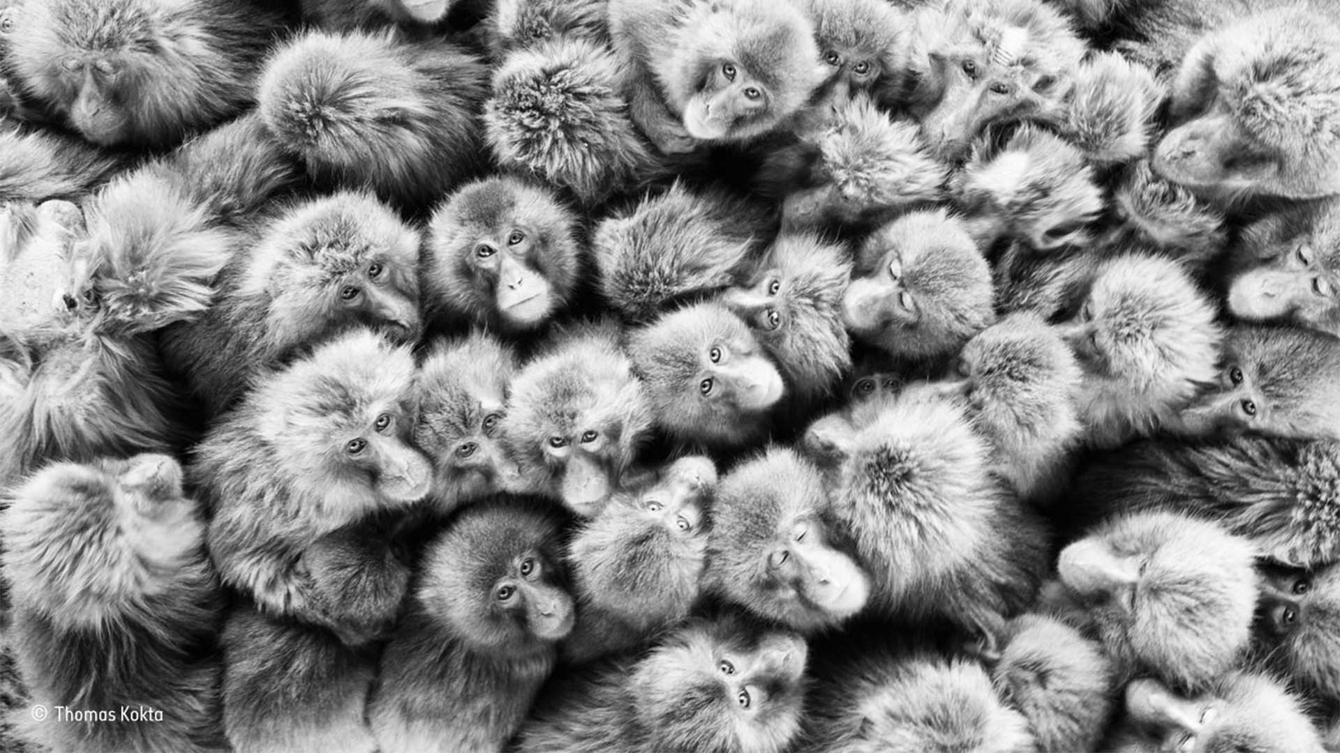 A group of Japanese monkeys huddle together to keep warm A group of Japanese monkeys huddle together to keep warm