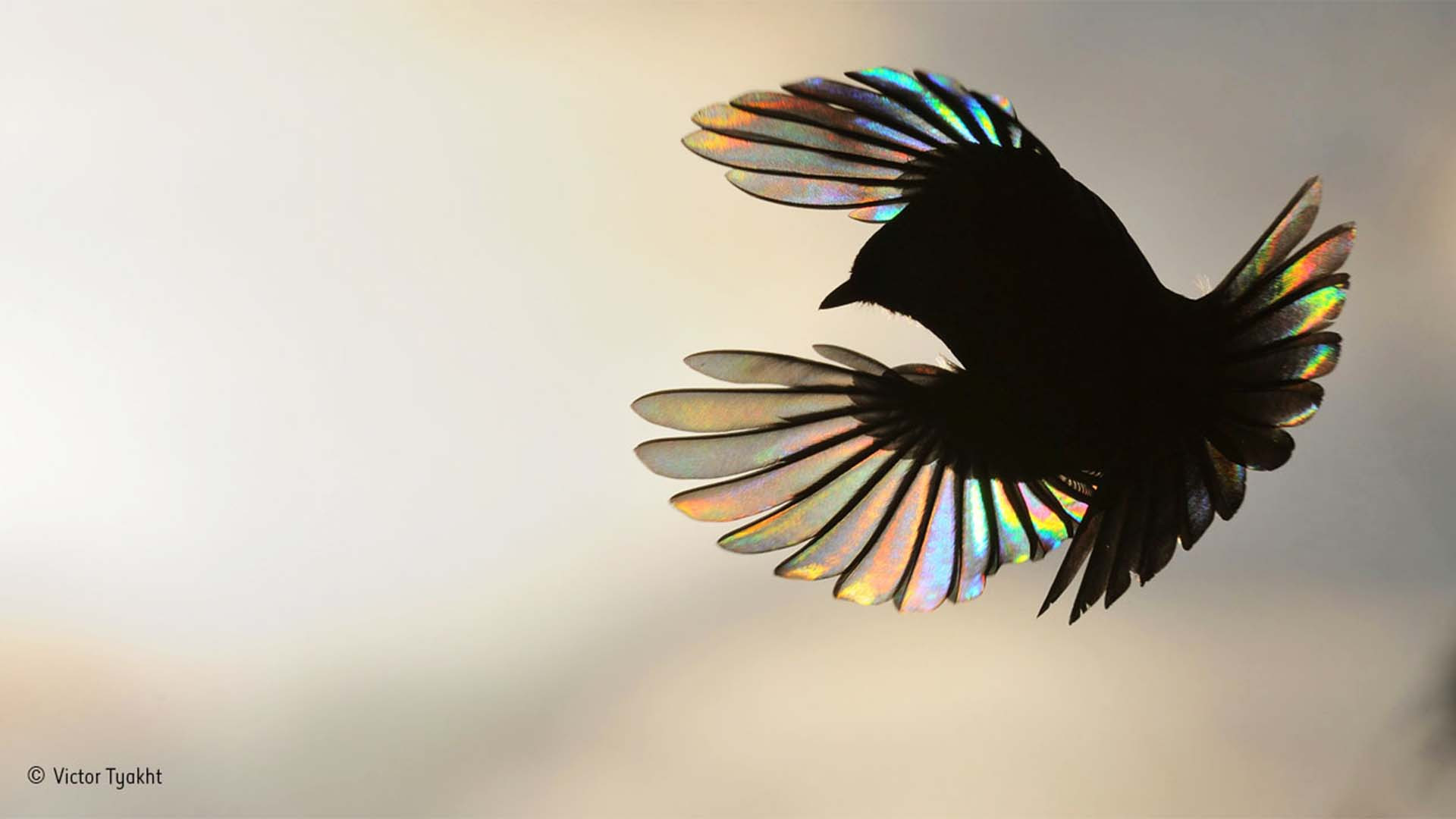 Light glowing through a bird's wings as the body forms a silhouette Light glowing through a bird's wings as the body forms a silhouette