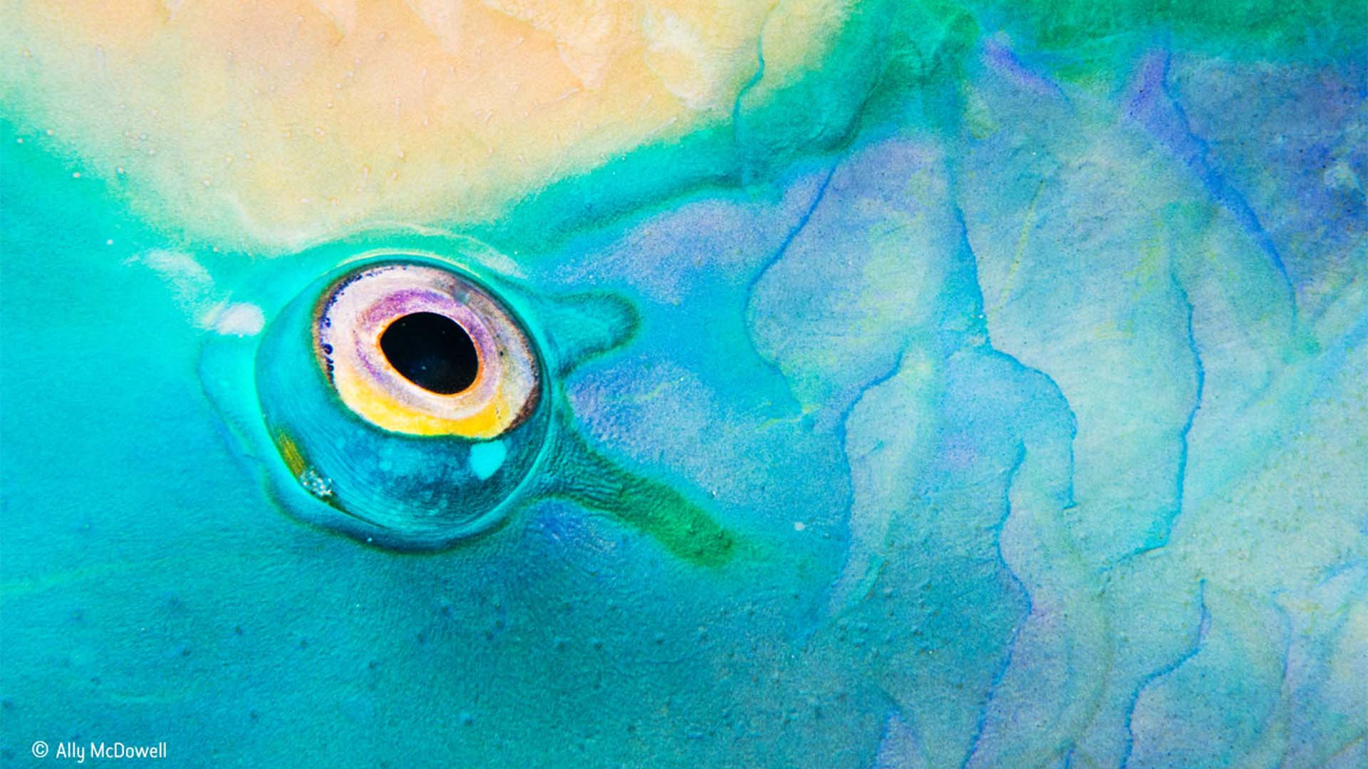 Upside down eye of a parrotfish in blue and yellow Upside down eye of a parrotfish in blue and yellow