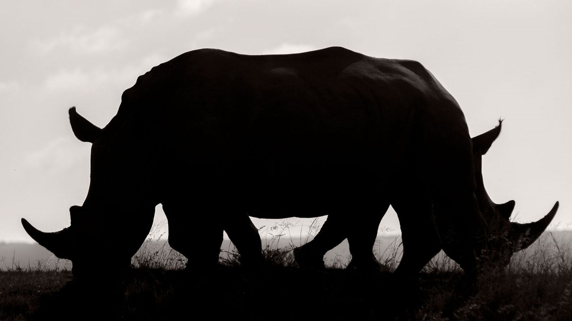 The silhouette of two White rhinoceroses blending to create the illusion of one The silhouette of two White rhinoceroses blending to create the illusion of one