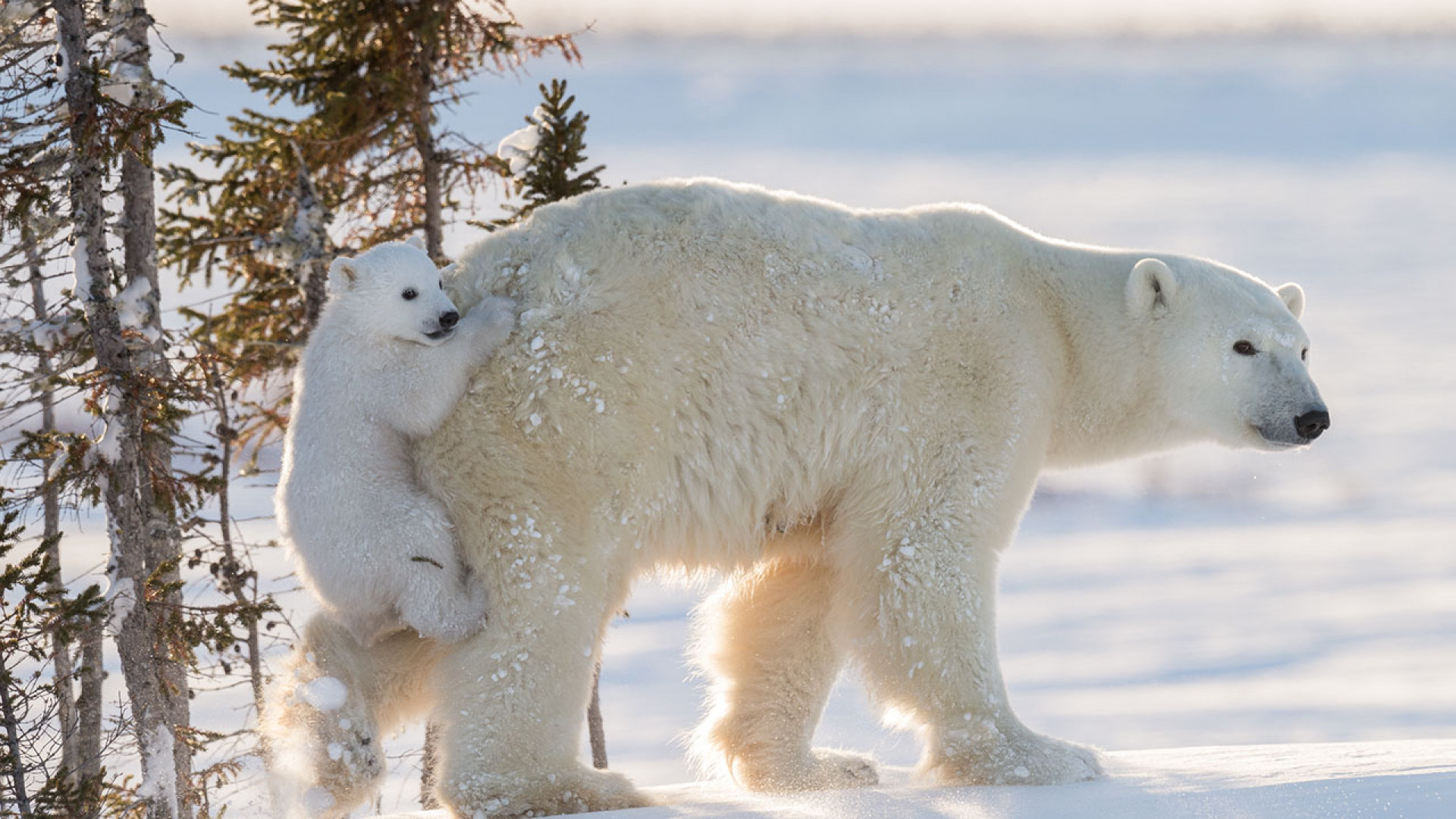 A baby polar bear holding onto its mother A baby polar bear holding onto its mother