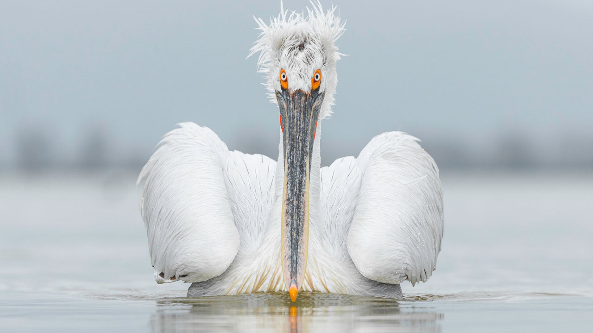 A dalmatian pelican stares directly at the camera in Greece A dalmatian pelican stares directly at the camera in Greece