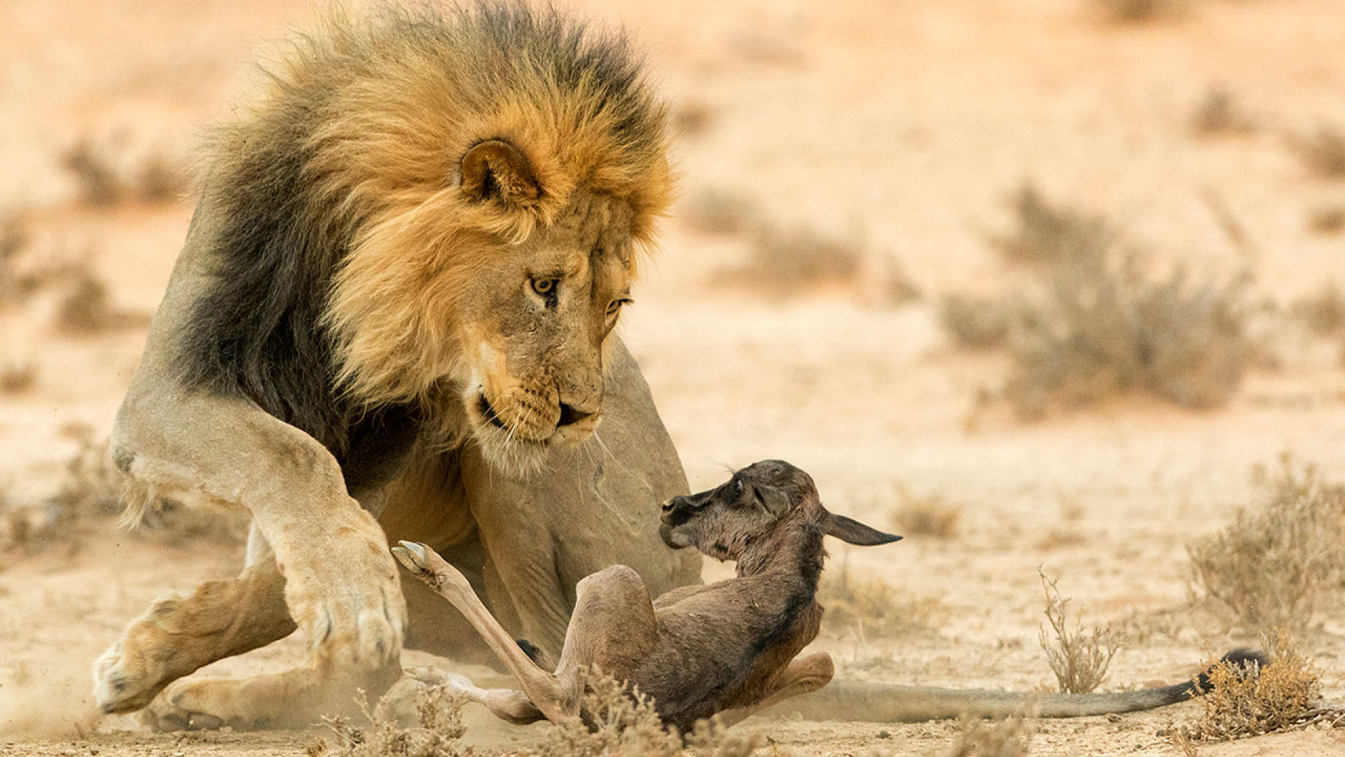 A baby wildebeest being killed by a male lion A baby wildebeest being killed by a male lion