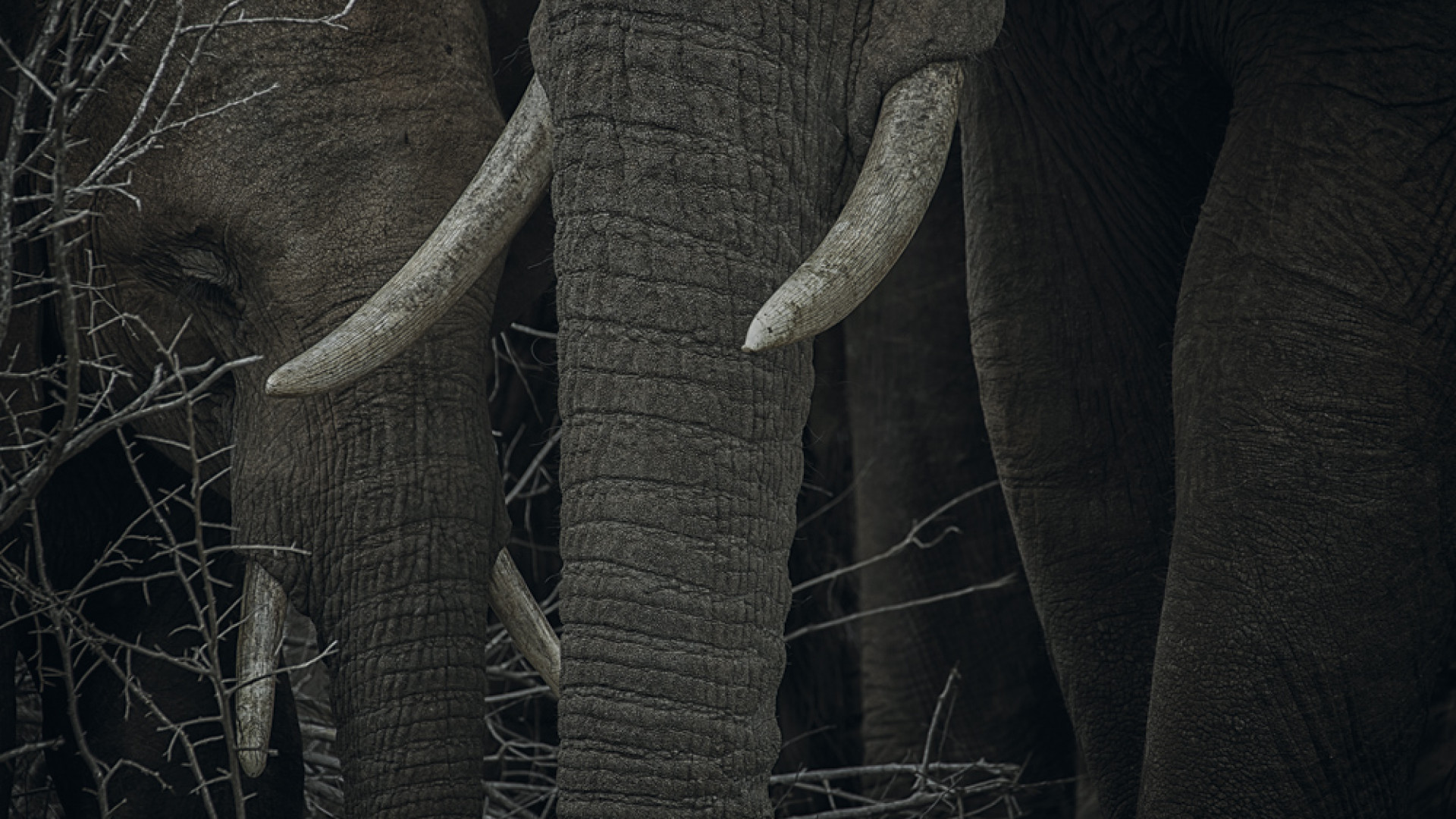 Trunks and tusks of elephants in Kruger National Park, South Africa