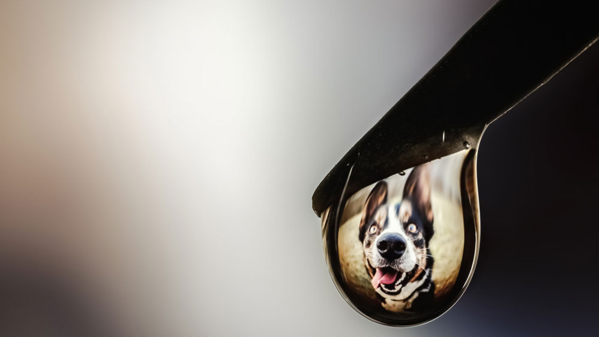 Dog reflected in a dewdrop Dog reflected in a dewdrop
