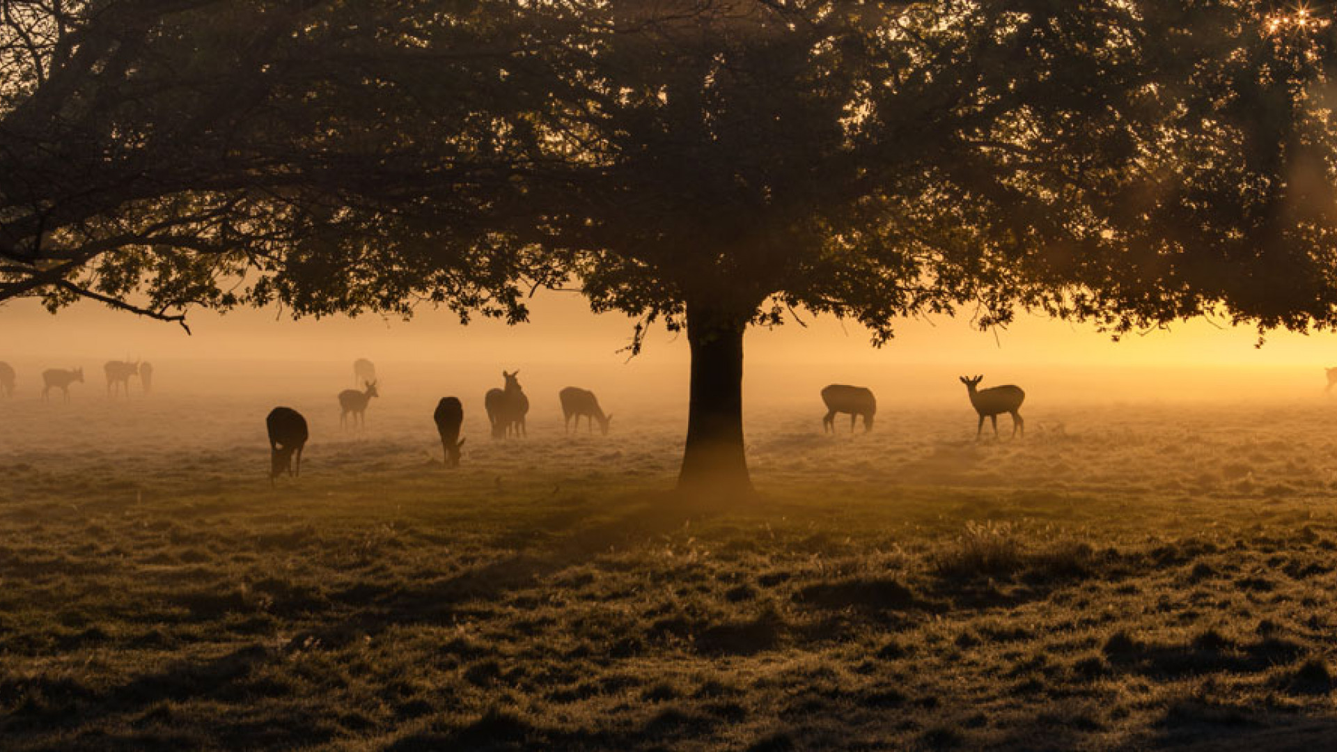 Roe deer in the morning misty at Richmond Park, west London Roe deer in the morning misty at Richmond Park, west London