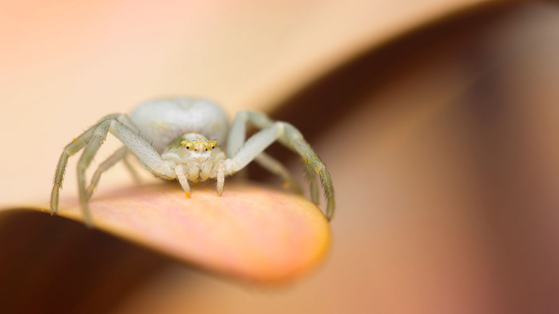 Super close-up of a spider, winner of #WexMondays photo prize 2016 Super close-up of a spider, winner of #WexMondays photo prize 2016
