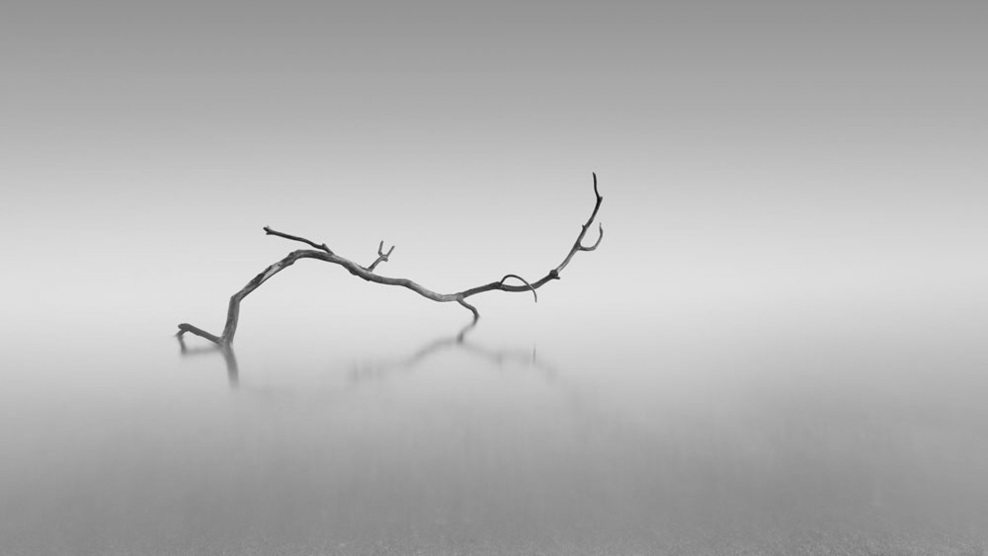 Surreal twisted branch lying on the sand of a beach near Plymouth, England Surreal twisted branch lying on the sand of a beach near Plymouth, England