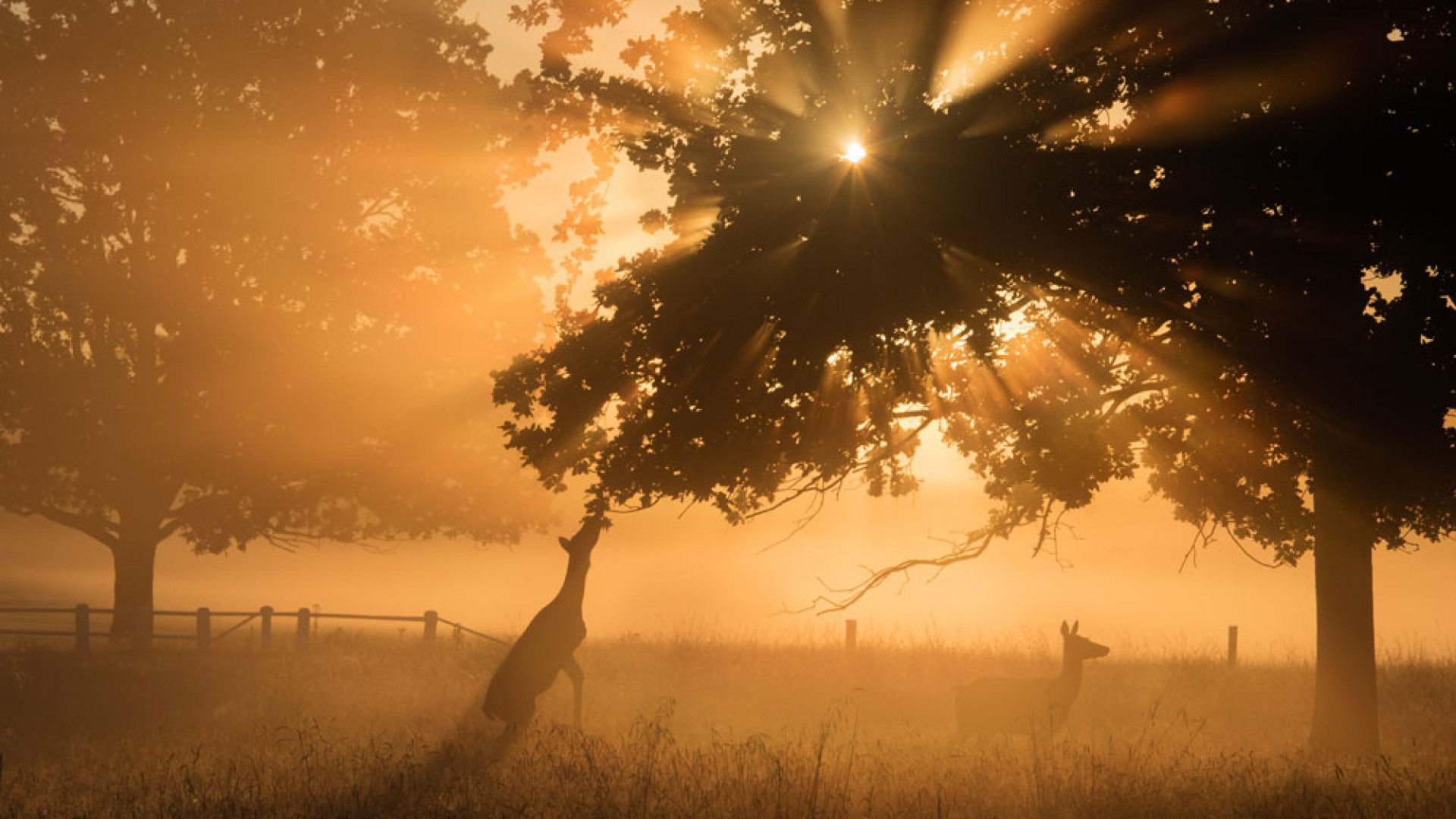 Deer in the early morning sun in Richmond Park, west London Deer in the early morning sun in Richmond Park, west London