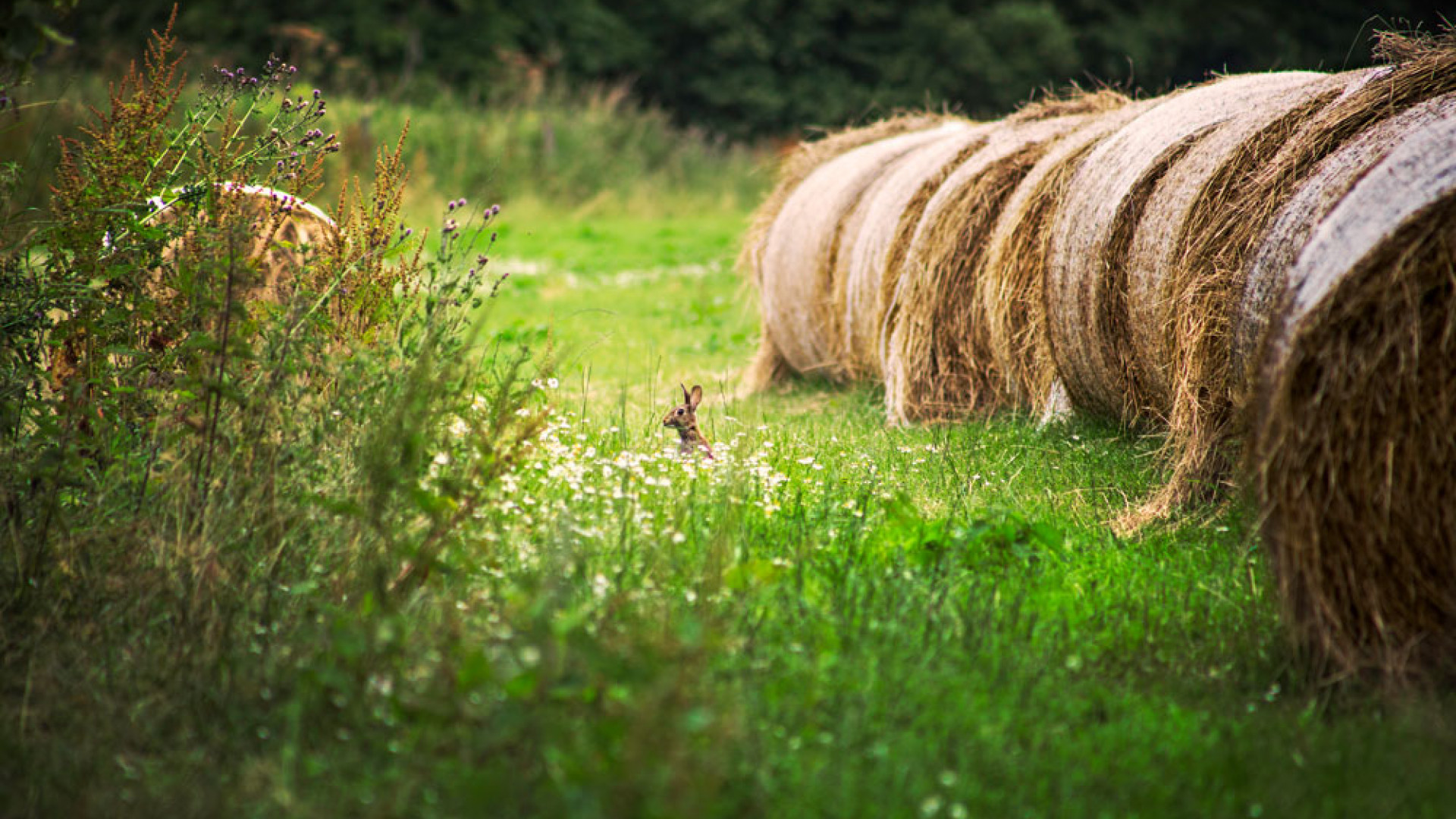 A rabbit among haybales in Tyneside, England A rabbit among haybales in Tyneside, England