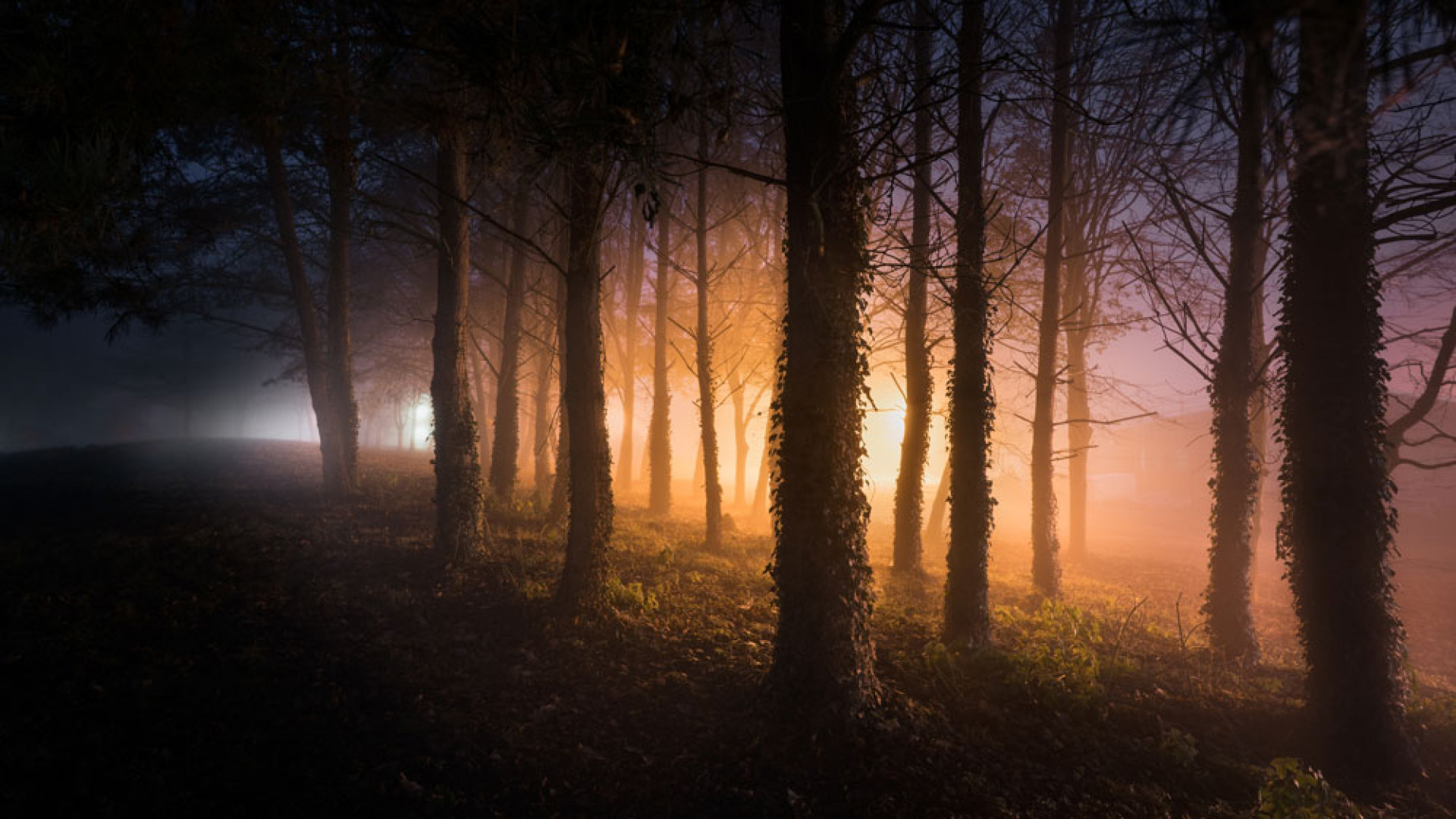Sunrise glowing through woods at Horsham St Faith, East Anglia Sunrise glowing through woods at Horsham St Faith, East Anglia
