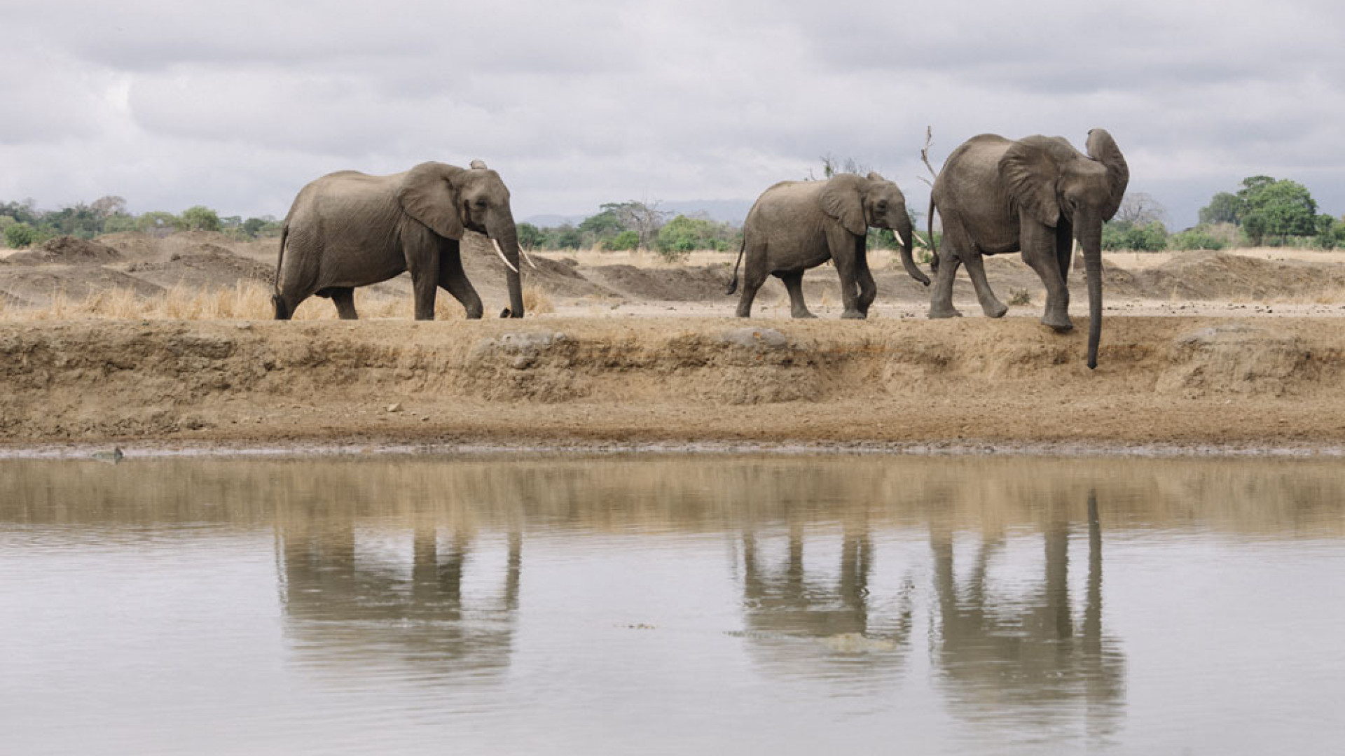 Elephants in the wild, Tanzania Elephants in the wild, Tanzania