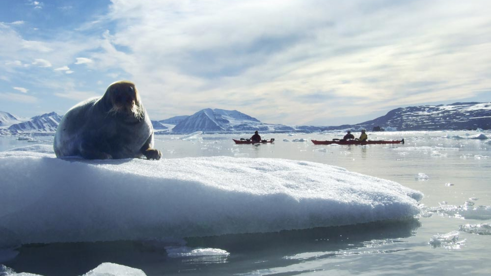 Walrus in Norway's Arctic archipelago Walrus in Norway's Arctic archipelago