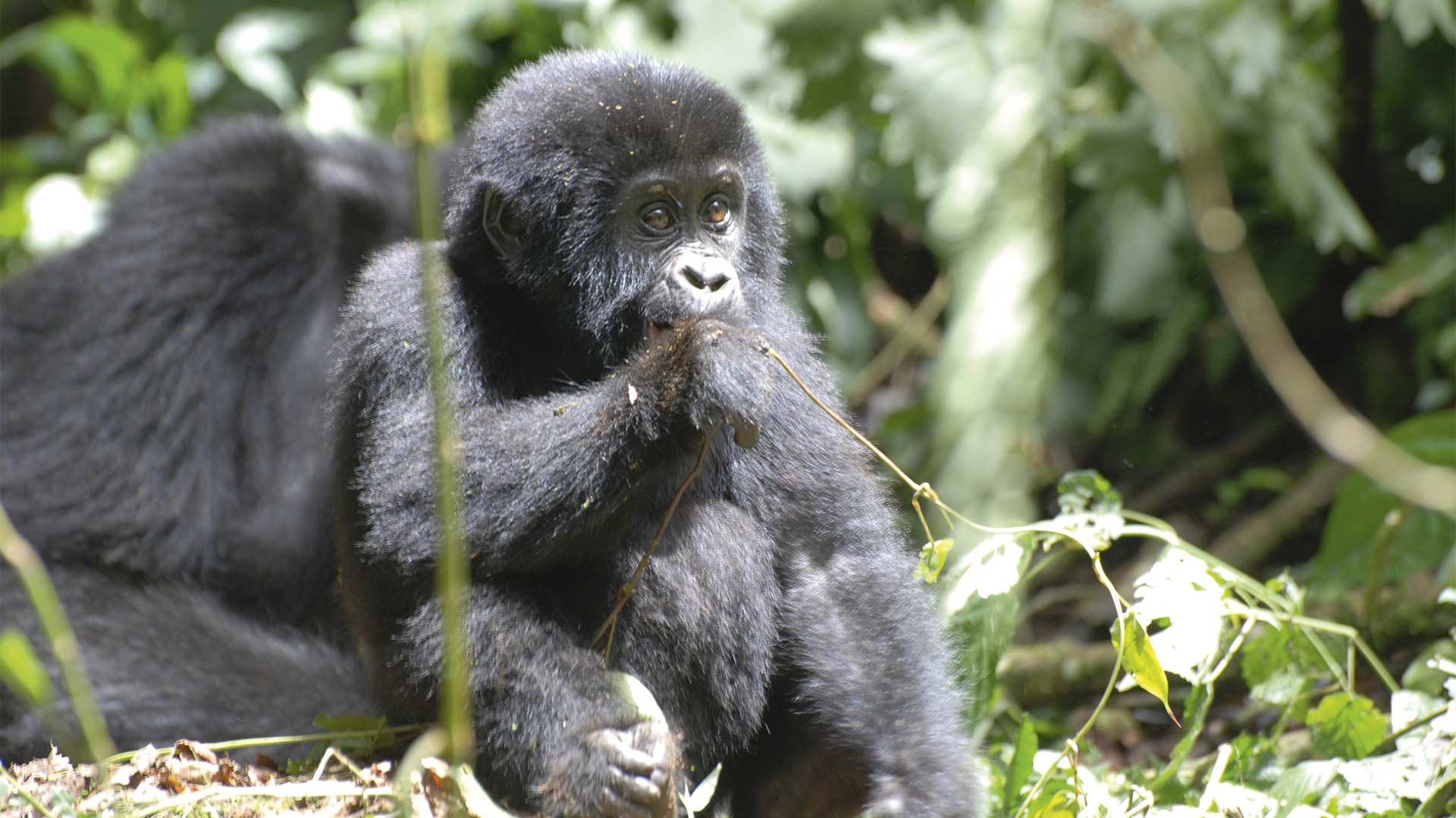 a baby gorilla in the bwindi impenetrable forest, uganda