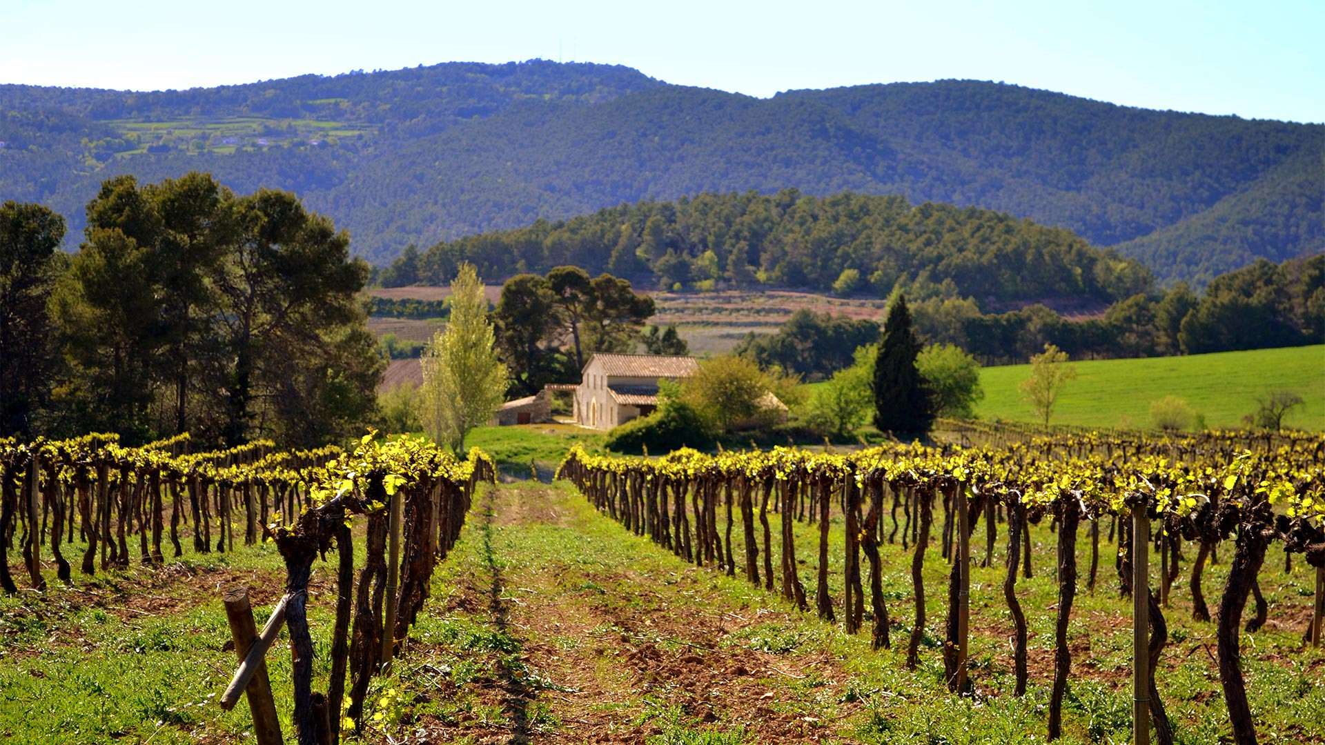 Vines in a vineyard in Catalonia