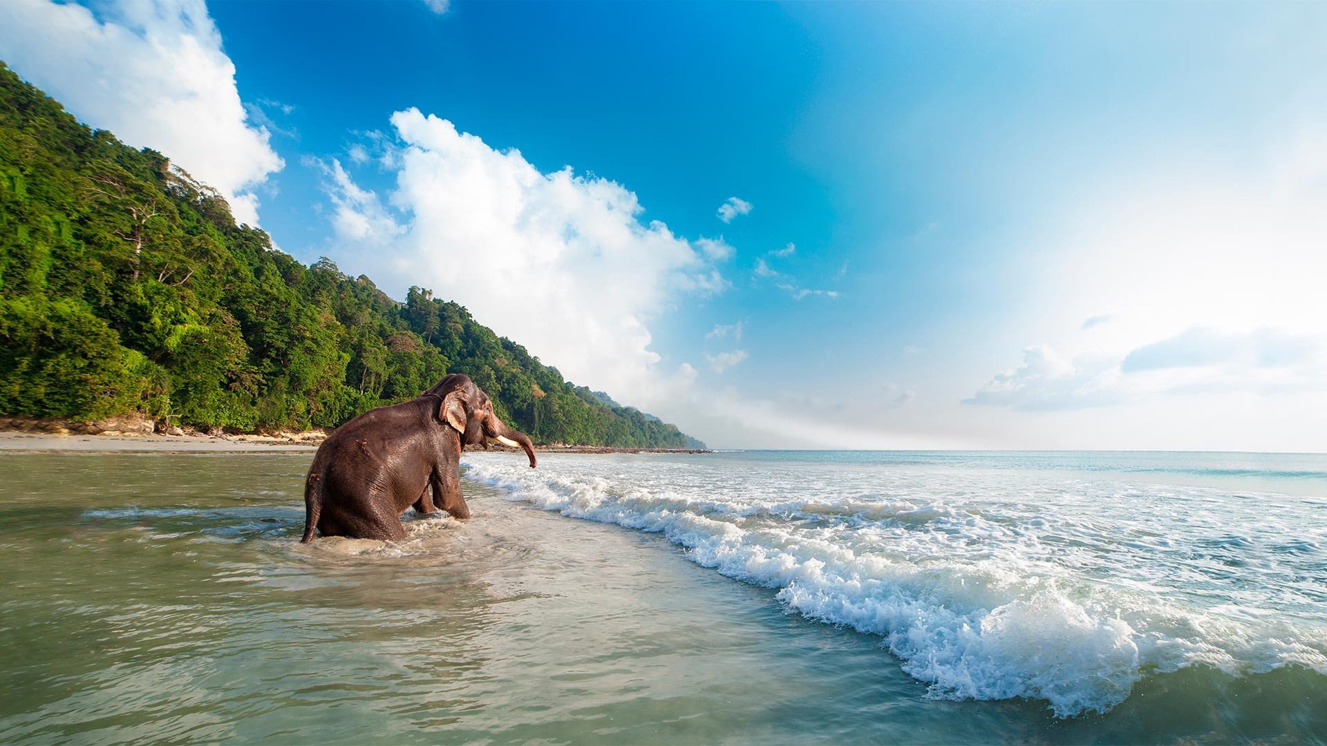 Elephant in the water on the Andaman Islands