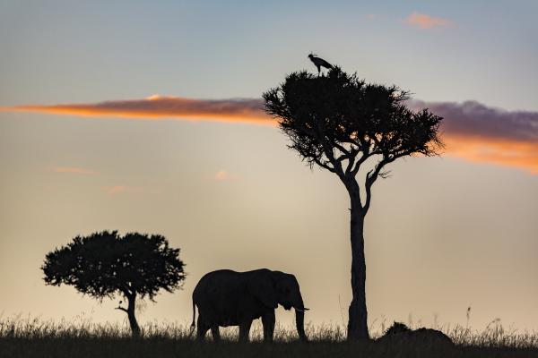 Elephant silhouette in Kenya