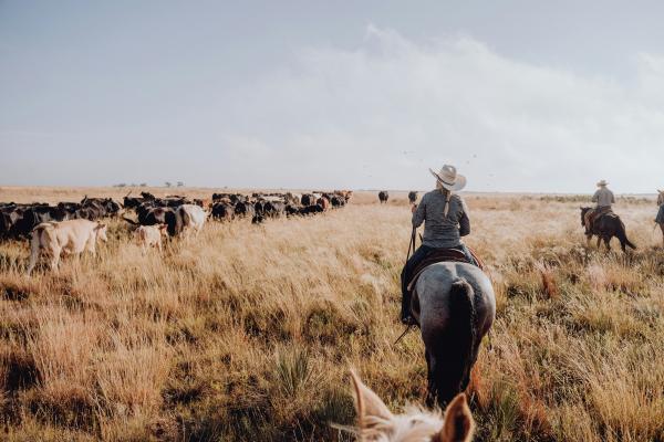 On the ranch