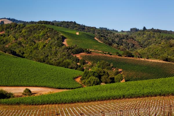 Sonoma county vineyard