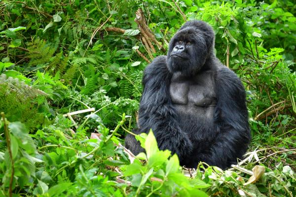 Mountain gorilla in Rwanda