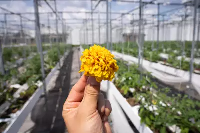 The rooftop farm at Nu-Paris