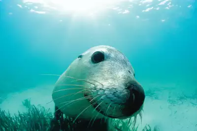 Sea lion near Rockingham