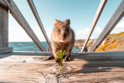 Quokka on Rottnest Island | Wadjemup