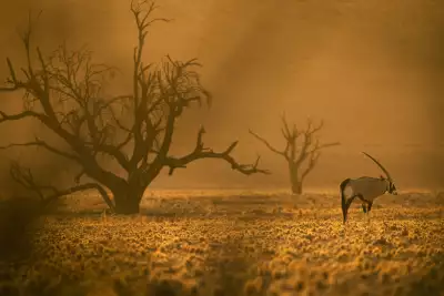 Oryx have been known to kill lions with their horns