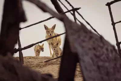 A den of jackals