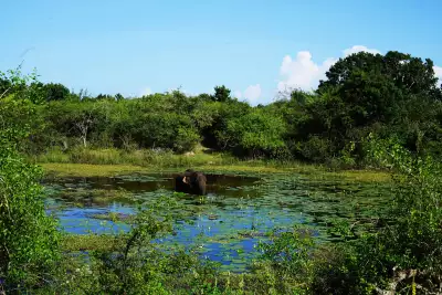 A solitary elephant cools down in a watering hole at Yala National Park