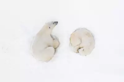 Prints for Wildlife 2025
