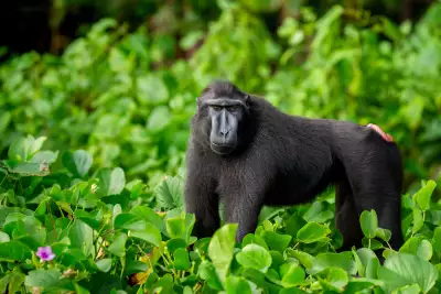 Wild Indonesia