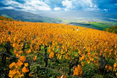 The writer's family walks through plots of merlot and cabernet franc at Tenuta di Trinoro