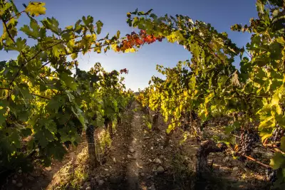 Vines
