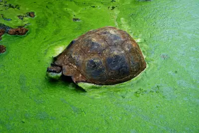 Giant tortoise