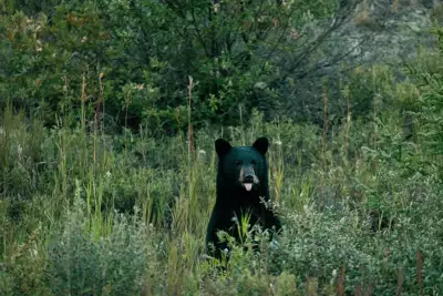 Black bears often favour the highway verges
