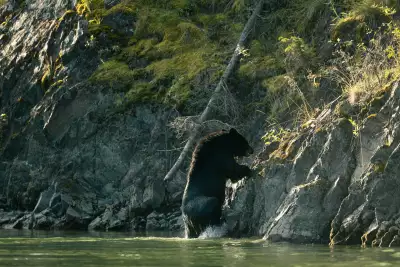 A very literal bear call